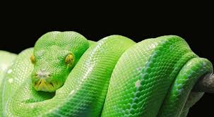 Prophetic Word Shake Off The Spirit Of Python Into The Fire Snake Snake Wallpaper Green Snake