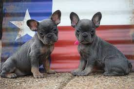 Saul is a cream colored french bulldog puppy. French Bulldog Puppies For Sale In Texas French Kisses From French Bulldogs