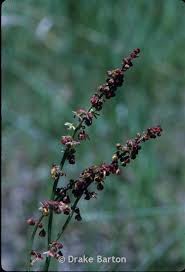 Image result for Sapium acetosella