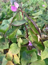 Image result for Dolichos