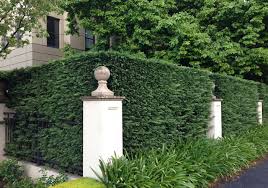 Leyland cypress trees are prized for their hardiness and fast growth rate, making them ideal for hedges, windbreaks, and privacy. Leyland Cypress Hedge A Perfect Privacy Screen Plantingtree