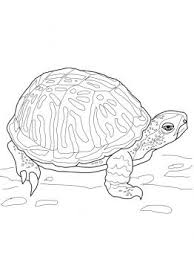 This is how to make your box turtle eat, including checking its temperature, lighting, and diet. Ornate Box Turtle Coloring Page Super Coloring Turtle Coloring Pages Frog Coloring Pages Animal Coloring Pages