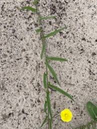 Image result for Xenostegia tridentata