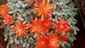 We did not find results for: My Chamaecereus Silvestrii Cactus Peanut Cactus In Bloom Youtube