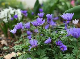 Flowers in lebedin we have delivered around the clock and ordering, you can leave at. 231 Vicki S Garden Tips Garden Blogger Vicki Henderson Boise Id