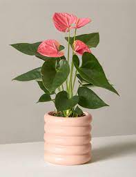 If you're looking for the best mother's day flowers to send mom, proflowers has just what you need. Best Mothers Day Plants To Gift Mom 2021