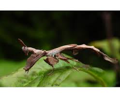 Image result for Heteromorpha stenophylla