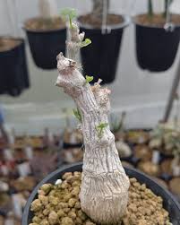 Image result for Corallocarpus welwitschii