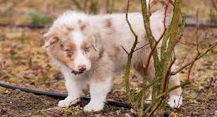 We did not find results for: Red Merle Australian Shepherd Dog Facts And Fun