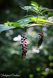 Image result for Phytolaccaceae