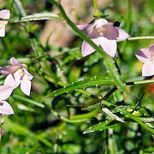 Image result for Wahlenbergia subaphylla