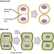 In essence, cytokinesis is the partitioning of the cytoplasm into two equal parts, each of which contain a diploid chromosomal set identical to that of the parent cell. Difference Between Plant And Animal Cytokinesis Compare The Difference Between Similar Terms