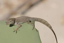 Image result for Anolis scypheus