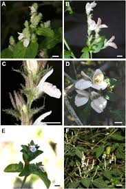 Image result for Isoglossa gregorii