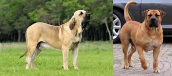 Check spelling or type a new query. Fila Brasileiro Vs Boerboel Breed Comparison Mydogbreeds