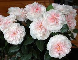 Farm fresh flowers maintains a high standard of quality parameters in the production, harvest, and packaging of fresh cut flowers. Jet Fresh Flowers Jetfreshflowers Twitter
