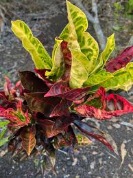 Image result for Croton pseudopulchellus