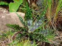 Image result for Rhynchosia albissima