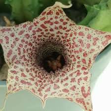 Image result for Huernia hislopii