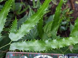 Image result for Lygodiaceae