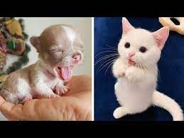 Cutest Baby Dog And Cat Cute And Funny Dog Videos Compilation 19 Youtube Cute Baby Dogs Dog Cat Funny Animal Videos