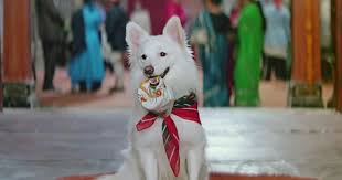 Where Have The Movie Animals Including Tuffy And Dhanno Gone It is a remake of rajshri's 1982 film nadiya ke paar.madhuri dixit and salman khan did the lead roles. movie animals including tuffy