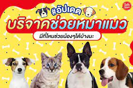 รวมพ ก ด บร จาคช วยหมาแมว ร วมทำบ ญช วยน องๆ ก น ส ขภาพด ด ส น ข ถ งขยะ แมว