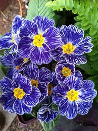 Pin On Garden Plants Greenhouses Conservatories Botanical Gardens Botanical Parks And Preserves