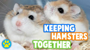 Mar 23, 2021 · roborovski hamster: Which Hamsters Are Solitary Which Are Co Operative Let S Talk About It Youtube