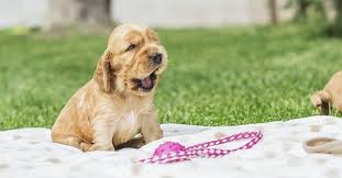 40 cute names for female hunting dogs cute name ideas for female hunting dogs, pointers, retrievers, spaniels and more, from history and mythology as well as film and literature. Female Dog Names List Indian With Meaning