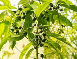 Image result for Blechnum attenuatum