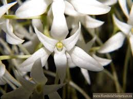 Image result for Mystacidium venosum