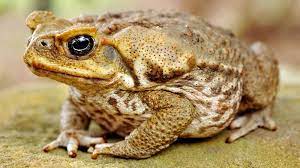 Cane toads in australia are considered invasive species rather than simply nonnative because: Ride Into 2019 Like These Cane Toads Using A Python As An Uber Quartz