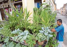 Maybe you would like to learn more about one of these? Kebun Mini Penuhi Hobi Pada Masa Lapang