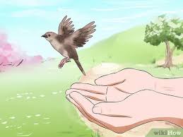 Tak hanya dari tempat tinggal dan kebersihan kadang, salah satu yang tak kalah penting yaitu makanan burung. 3 Cara Untuk Memberi Makan Anak Burung Wikihow