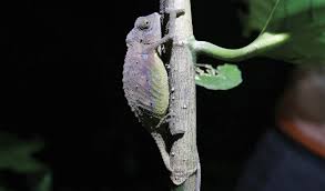 Image result for Acrotome mozambiquensis