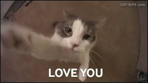 The latest gifs for #funny cat. Crazy Cute Cats Funny Cat Gifs Compilation Youtube
