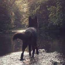 Bts Werewolf Tumblr Wolf Photography Werewolf Aesthetic Animals Beautiful