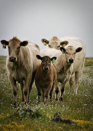 Recuerdo Barnyard Animals Cute Cows Cute Animals