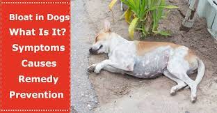 Check spelling or type a new query. Bloat In Dogs What Is Gdv Its Symptoms Causes Treatment And Prevention Petxu