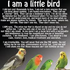 Big Birds You Can Have As Pets Pin By Stephanie Henthorne On My Babies Parrot Pet Birds Bird Care