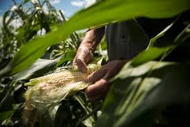 How To Plant Corn In A Block Home Guides Sf Gate