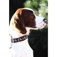 Image result for irský červenobílý setr