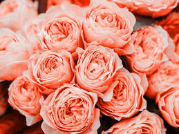 Hours may change under current circumstances Pantone Color Of The Year 2019 Flowers In Living Coral Orchid Republic