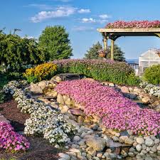 Image result for Cleome elegantissima