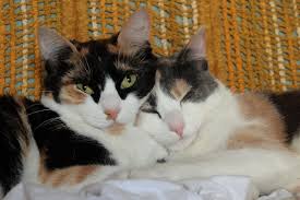 Mar 10, 2021 · the genetics of calico cats university of miami are calico cats rare? File Calico And Dilute Calico Cats Jpg Wikimedia Commons