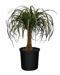 Transplanting large ponytail palms is a different matter than moving a small one. Beaucarnea Recurvata Ponytail Palm Plantvine