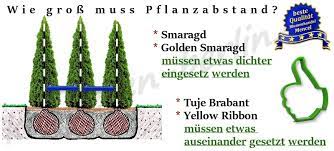 Beim kauf von thuja pflanzen lohnt ein blick auf die wurzeln der gewächse. Pflanzabstand Bei Thuja Hecke