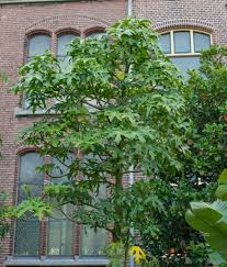 Image result for Brachychiton