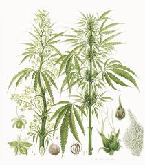 Image result for Cannabaceae
